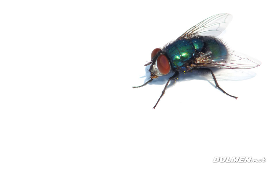 Greenbottle (Female, Lucilia caesar)